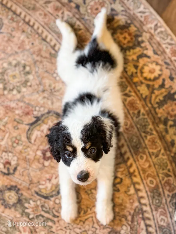 Buster  – Miniature Bernedoodle puppy for sale in Hagerstown, IN