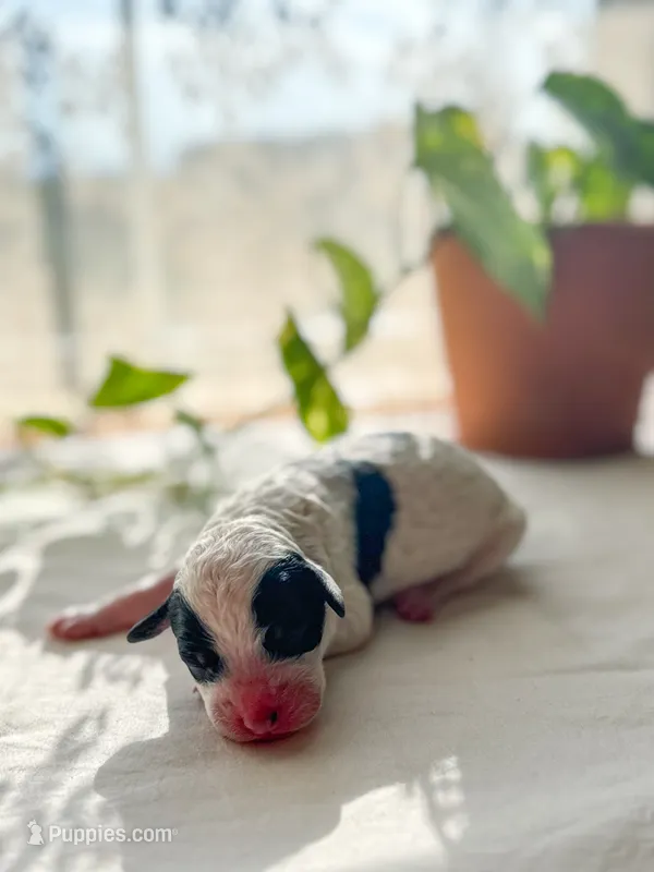 Buster  – Miniature Bernedoodle puppy for sale in Hagerstown, IN