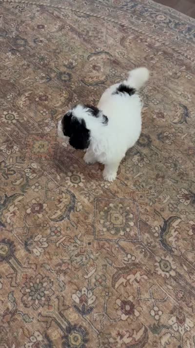 Max, a male Miniature Bernedoodle for sale in Hagerstown, IN – 9 of 10