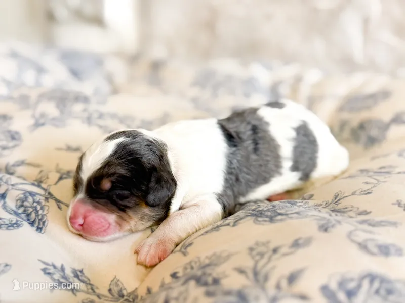 Kodi – Miniature Bernedoodle puppy for sale in Hagerstown, IN