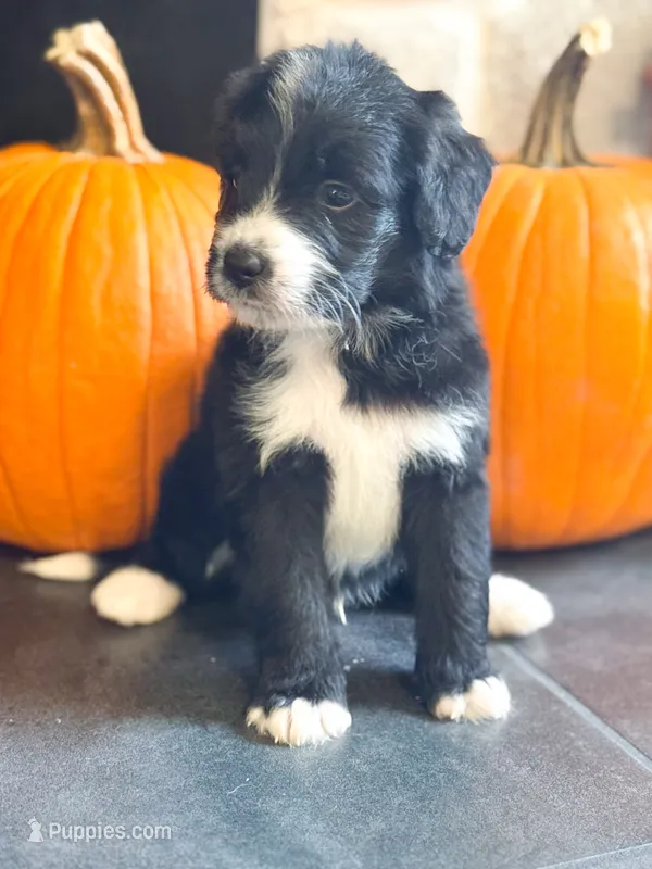 Walter – Miniature Bernedoodle puppy for sale in Hagerstown, IN