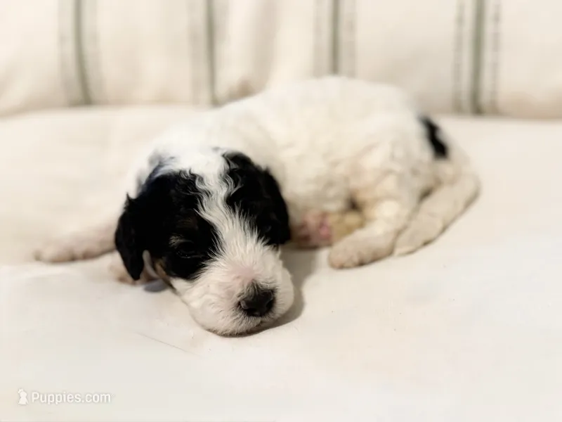 Max – Miniature Bernedoodle puppy for sale in Hagerstown, IN
