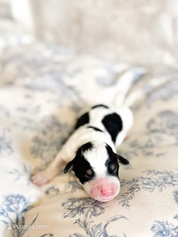 Charlie – Miniature Bernedoodle puppy for sale in Hagerstown, IN