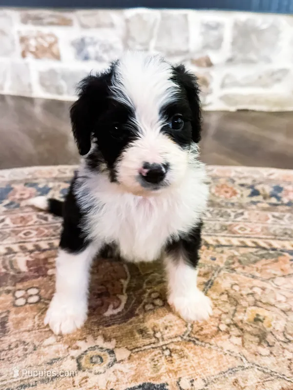 Ranger  – Miniature Bernedoodle puppy for sale in Hagerstown, IN