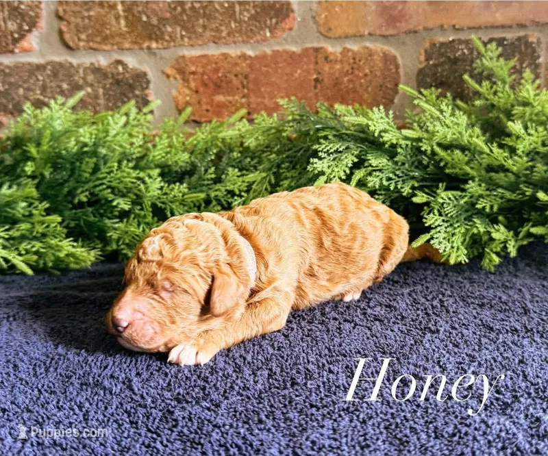 F1bb Honey  – Goldendoodle puppy for sale in Hagerstown, IN