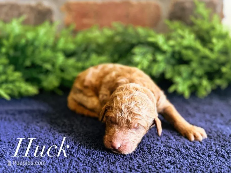 F1bb Huck – Goldendoodle puppy for sale in Hagerstown, IN