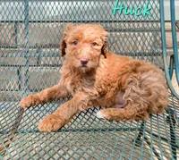 F1bb Huck, a male Goldendoodle for sale in Hagerstown, IN – Photo 1 of 2