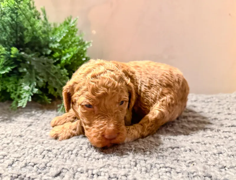 F1bb Huck – Goldendoodle puppy for sale in Hagerstown, IN