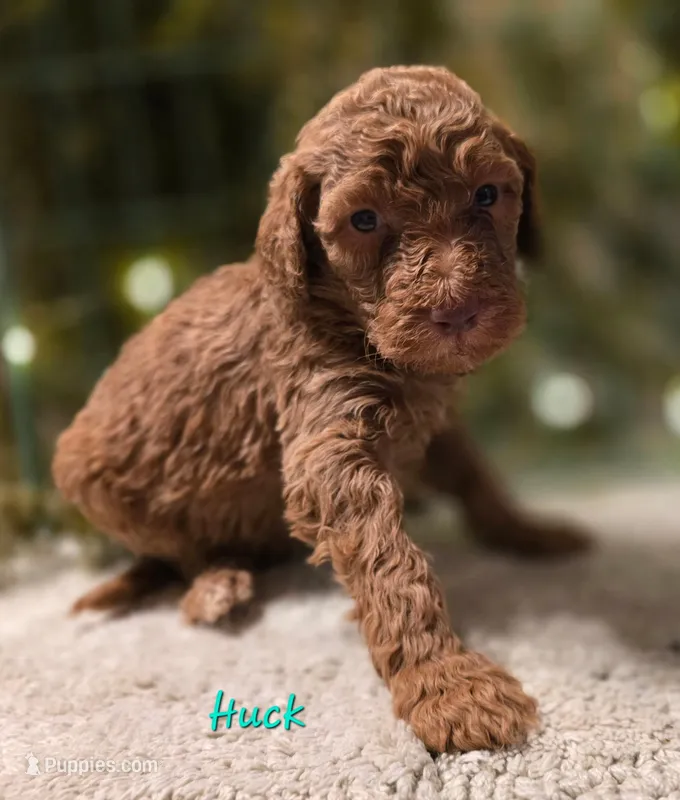F1bb Huck – Goldendoodle puppy for sale in Hagerstown, IN