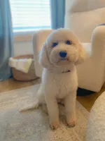 F1bb Polo, a male Miniature Goldendoodle for sale in Hagerstown, IN – 2 of 3