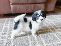 F1b Elly, a female Miniature Bernedoodle for sale in Hagerstown, IN – Photo 1 of 5
