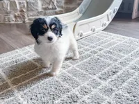 F1b Elly, a female Miniature Bernedoodle for sale in Hagerstown, IN – Photo 4 of 5