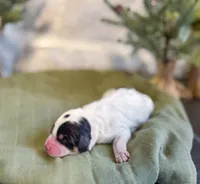 processed/95b79791-5157-4080-ae93-275fb4778cae/listing/f3675eb1-518e-44f6-8feb-ad393dfbb523/47b0b57c-2fac-44f8-93c4-34f40ef38e22