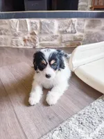 F1b Elly, a female Miniature Bernedoodle for sale in Hagerstown, IN – Photo 2 of 5