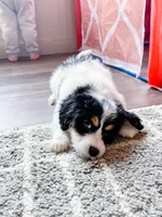 F1b Elly, a female Miniature Bernedoodle for sale in Hagerstown, IN – Photo 5 of 5