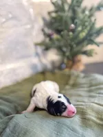 processed/95b79791-5157-4080-ae93-275fb4778cae/listing/f3675eb1-518e-44f6-8feb-ad393dfbb523/ee4e1e50-2293-4c08-af12-665c776850db