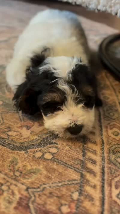 Max, a male Miniature Bernedoodle for sale in Hagerstown, IN – 10 of 10