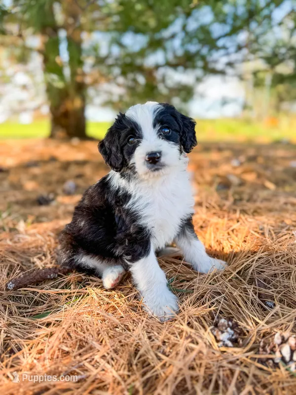 Ranger  – Miniature Bernedoodle puppy for sale in Hagerstown, IN