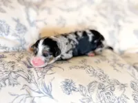 Hollis, a male Miniature Bernedoodle for sale in Sevierville, TN – 3 of 4