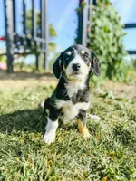 Champ, a male Pembroke Welsh Corgi and Poodle - Miniature  for sale in Sevierville, TN – Photo 1 of 3