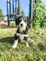 Champ, a male Pembroke Welsh Corgi and Poodle - Miniature  for sale in Sevierville, TN – Photo 2 of 3