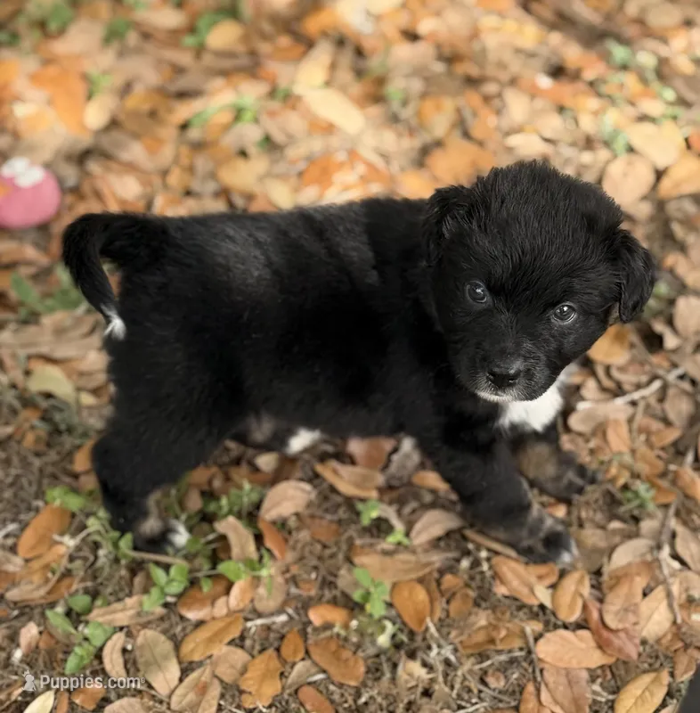 Gray – Miniature Australian Shepherd puppy for sale in Bartow, FL
