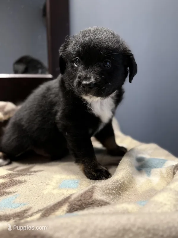 Gray – Miniature Australian Shepherd puppy for sale in Bartow, FL