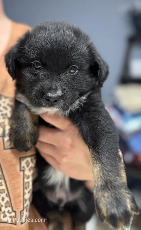 Gray – Miniature Australian Shepherd puppy on hold in Bartow, FL