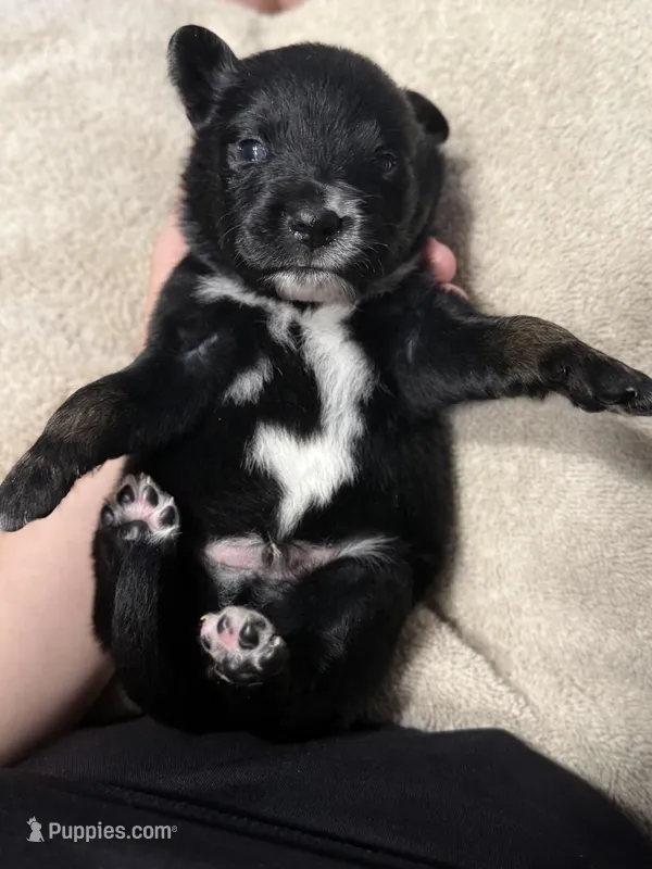 Gray – Miniature Australian Shepherd puppy for sale in Bartow, FL