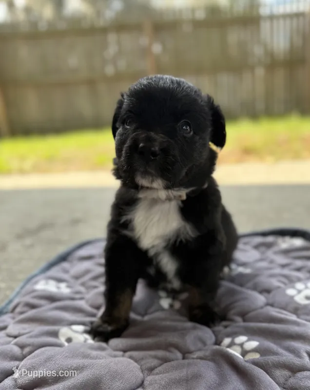 Gray – Miniature Australian Shepherd puppy for sale in Bartow, FL