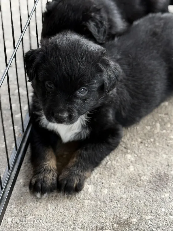 Gray – Miniature Australian Shepherd puppy for sale in Bartow, FL