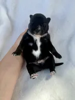 Gray, a male Miniature Australian Shepherd for sale in Bartow, FL – Photo 1 of 2