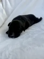 Gray, a male Miniature Australian Shepherd for sale in Bartow, FL – Photo 2 of 2