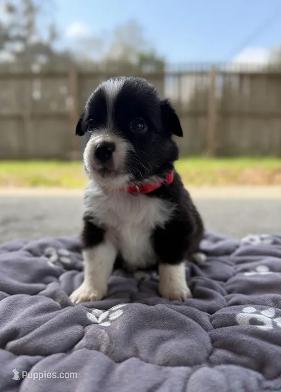 Red – Miniature Australian Shepherd puppy for sale in Bartow, FL