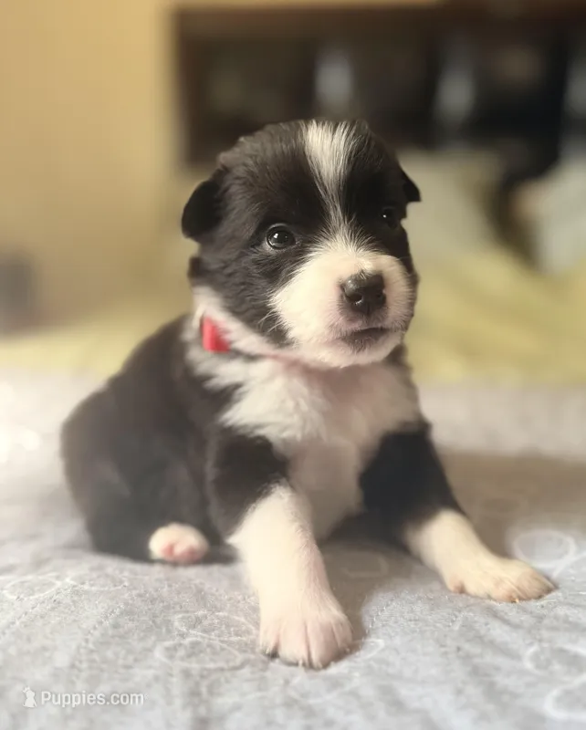 Red – Miniature Australian Shepherd puppy for sale in Bartow, FL