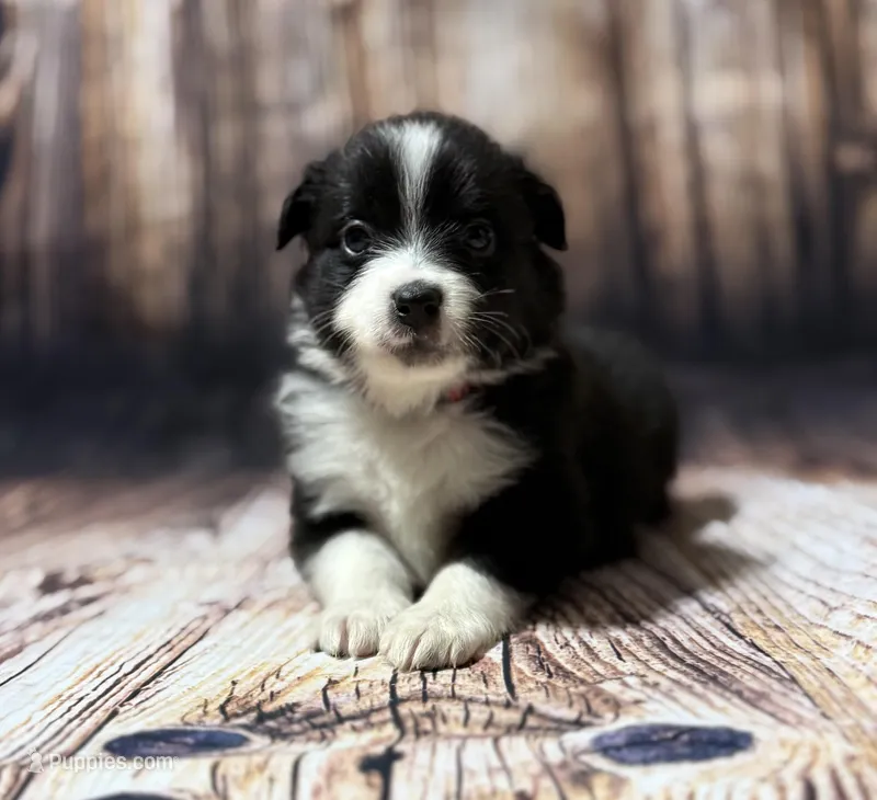 Red – Miniature Australian Shepherd puppy for sale in Bartow, FL