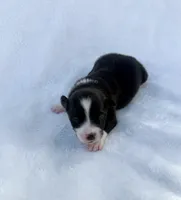 Red, a male Miniature Australian Shepherd for sale in Bartow, FL – Photo 2 of 2