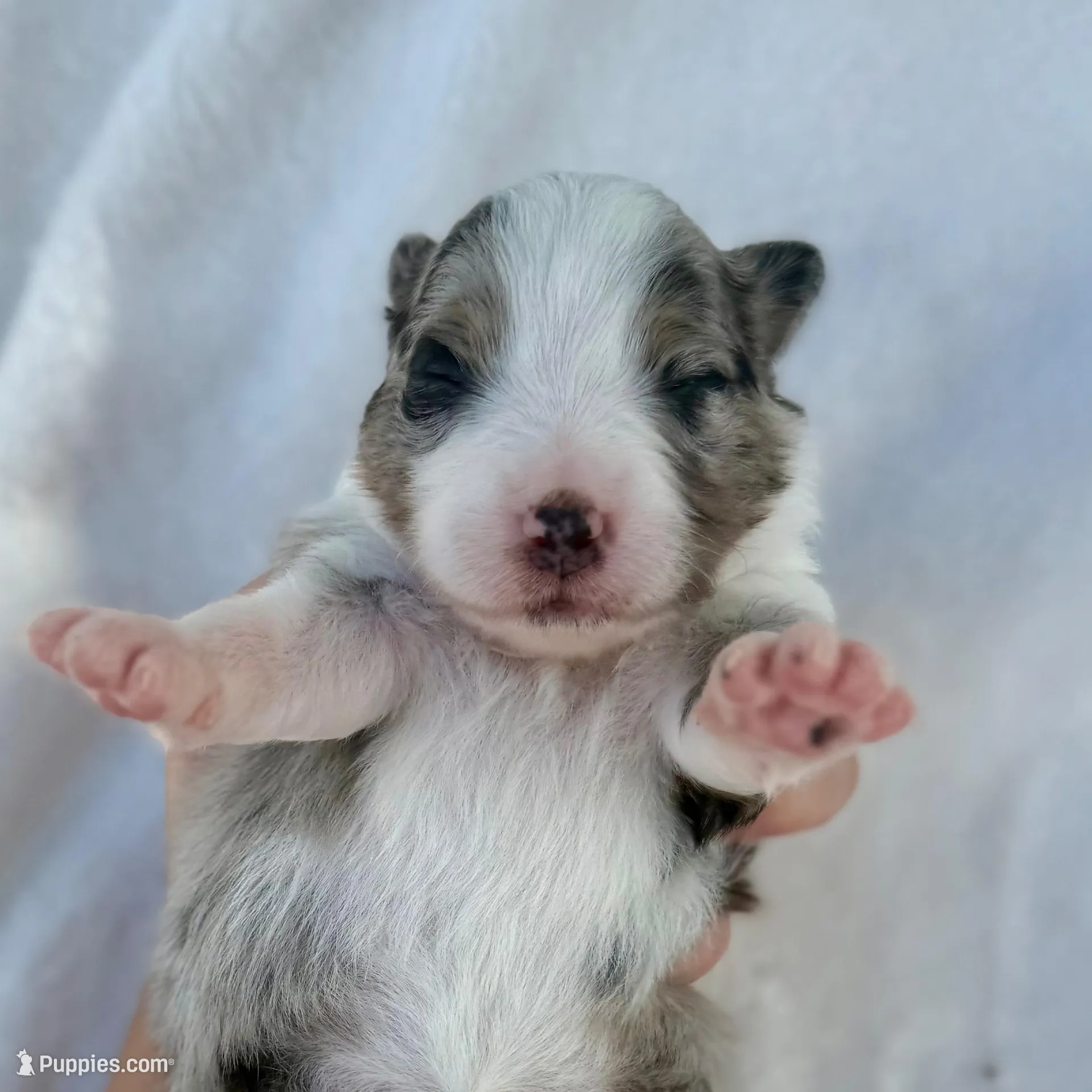 Yellow – Miniature American Shepherd puppy for sale in Bartow, FL