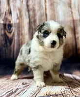 Yellow, a female Miniature Australian Shepherd for sale in Bartow, FL – Photo 2 of 3