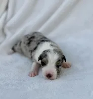 Yellow, a female Miniature American Shepherd for sale in Bartow, FL – Photo 2 of 2