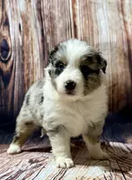 Yellow, a female Miniature Australian Shepherd for sale in Bartow, FL – Photo 1 of 3