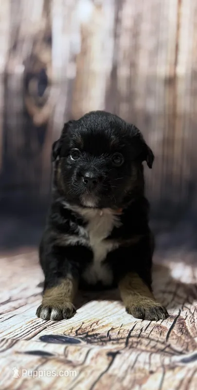 Orange – Miniature Australian Shepherd puppy on hold in Bartow, FL