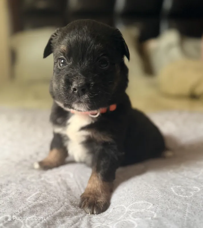 Orange – Miniature Australian Shepherd puppy for sale in Bartow, FL