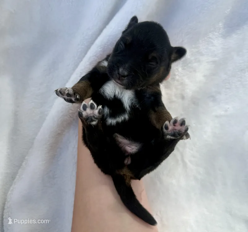 Orange – Miniature Australian Shepherd puppy for sale in Bartow, FL