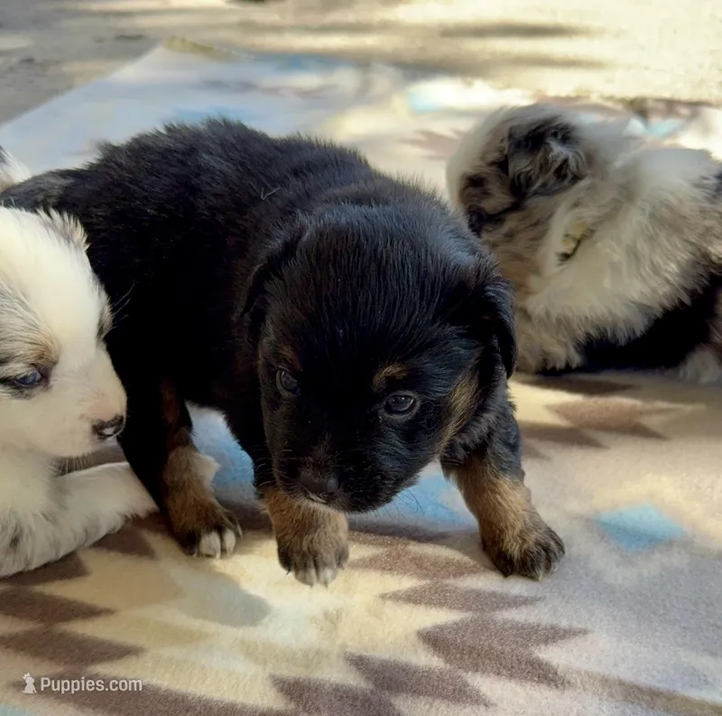 Orange – Miniature Australian Shepherd puppy on hold in Bartow, FL