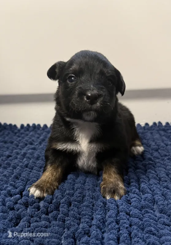 Orange – Miniature Australian Shepherd puppy for sale in Bartow, FL