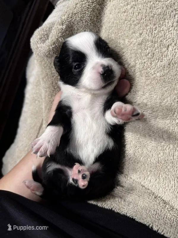 Blue – Miniature Australian Shepherd puppy for sale in Bartow, FL