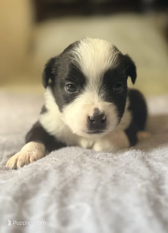 Blue – Miniature Australian Shepherd puppy for sale in Bartow, FL