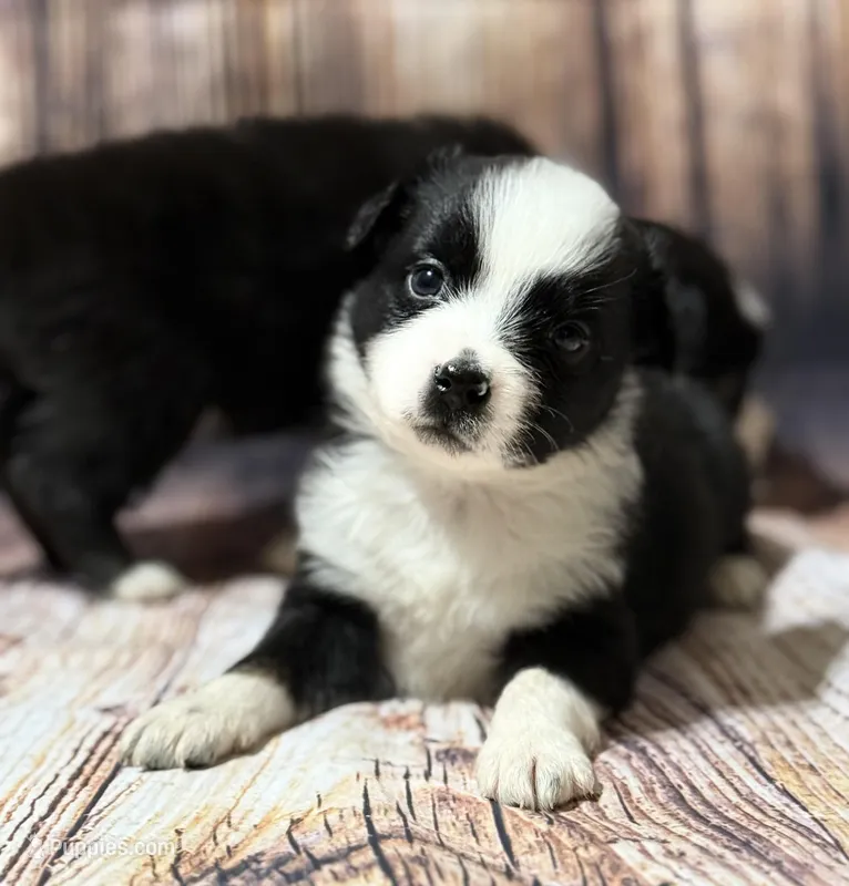 Blue – Miniature Australian Shepherd puppy for sale in Bartow, FL