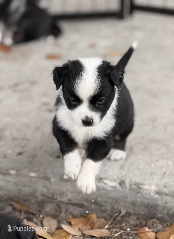 Blue – Miniature Australian Shepherd puppy for sale in Bartow, FL